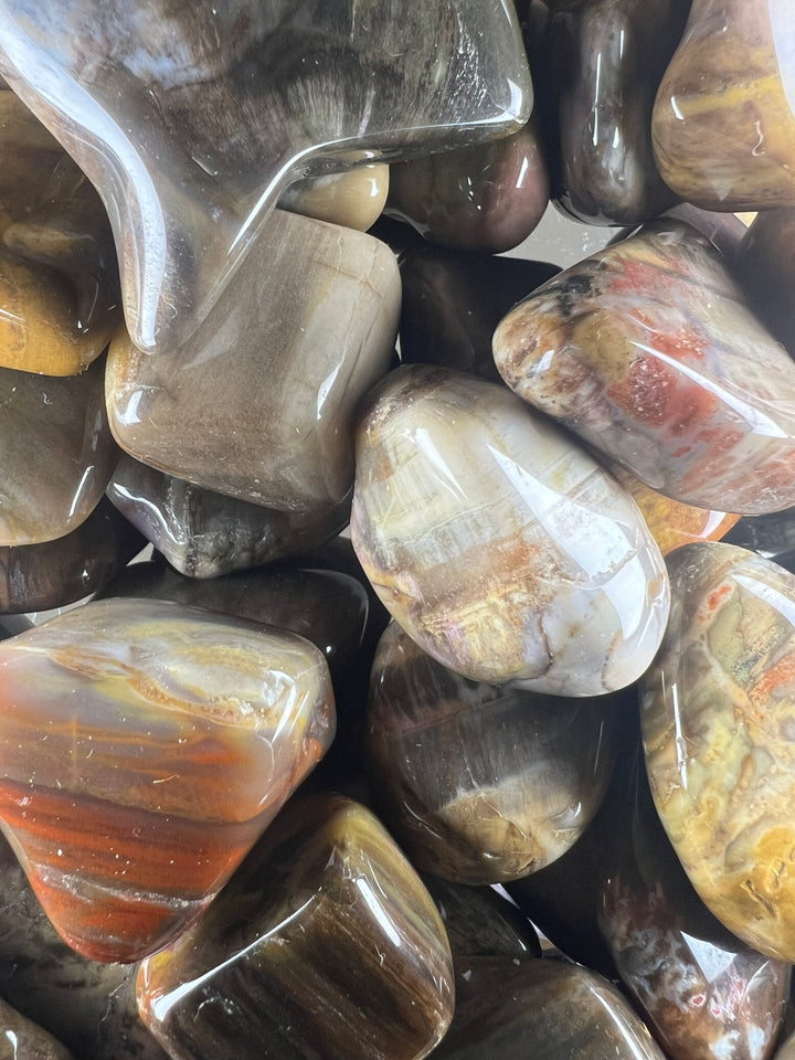 Versteinertes Holz Trommelstein – Erdung, Stabilität & tiefe Naturkraft  A+ Qualität | ca. 20–35 mm | 10–25 g | Handverlesen & poliert