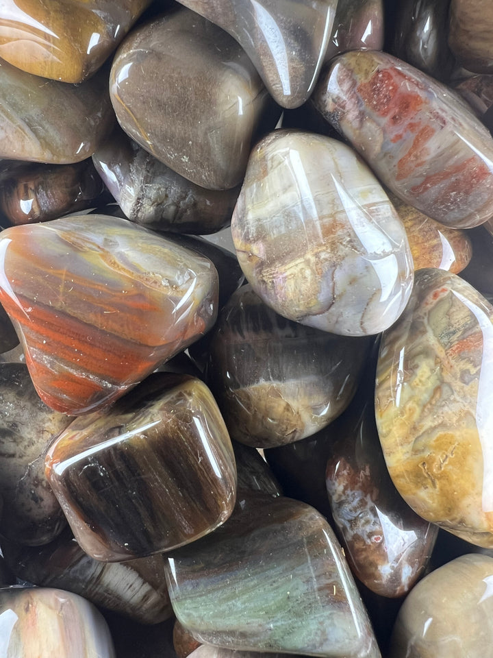 Versteinertes Holz Trommelstein – Erdung, Stabilität & tiefe Naturkraft  A+ Qualität | ca. 20–35 mm | 10–25 g | Handverlesen & poliert