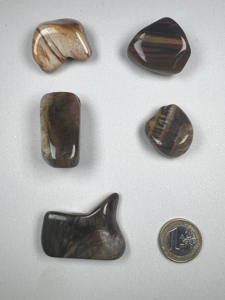 Versteinertes Holz Trommelstein – Erdung, Stabilität & tiefe Naturkraft  A+ Qualität | ca. 20–35 mm | 10–25 g | Handverlesen & poliert